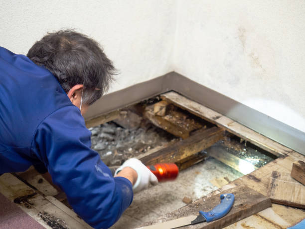 Best Mold Testing  in Haynesville, LA