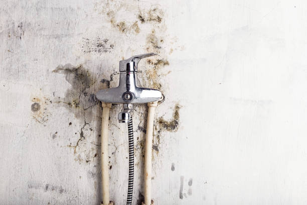 Best Mold Remediation  in Haynesville, LA