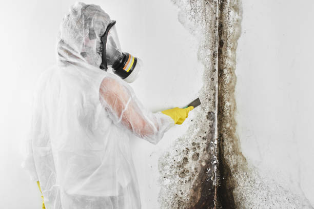 Home Mold Removal in Haynesville, LA