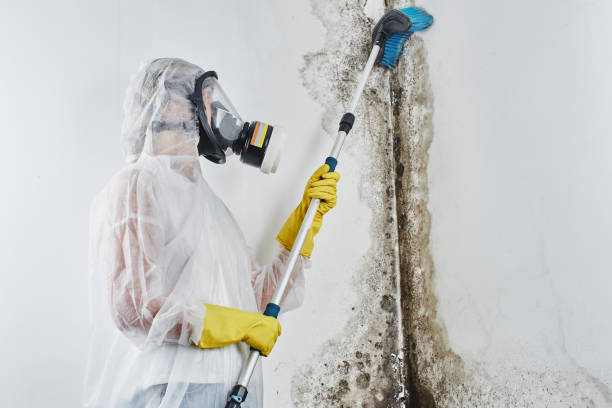 Reliable Haynesville, LA Mold Removal Solutions