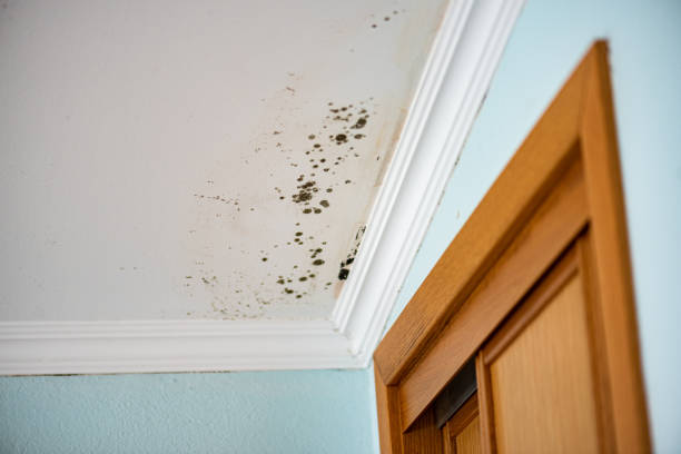 Best Local Mold Removal Service  in Haynesville, LA