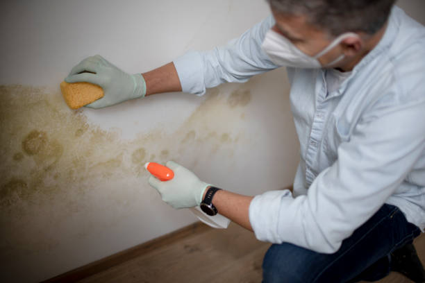 Best Mold Removal Process  in Haynesville, LA
