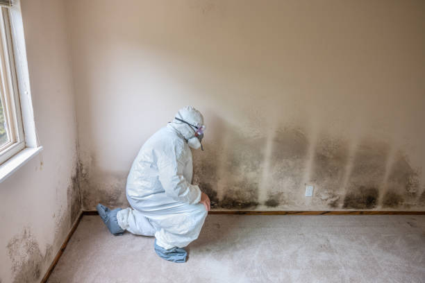 Best Emergency Mold Removal  in Haynesville, LA