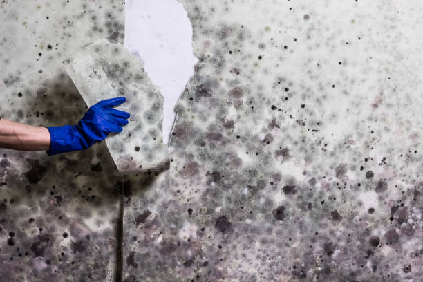 Best Same-Day Mold Removal  in Haynesville, LA