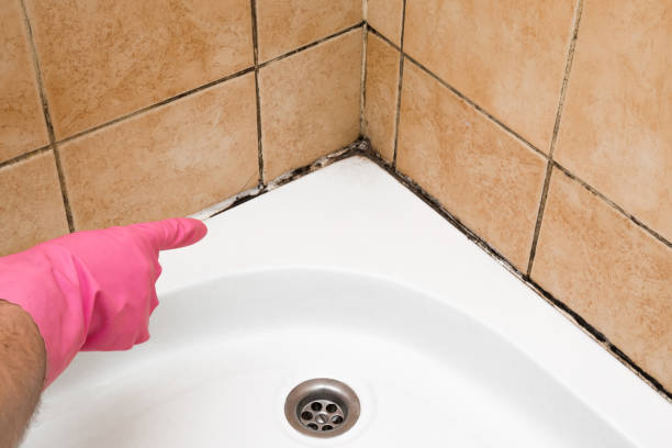 Best Mold Remediation Experts  in Haynesville, LA